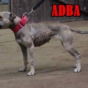 Padrão oficial da ADBA – American Dog Breeders Association